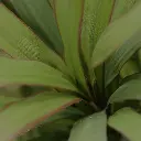 Draceana Marginata 40 2.webp
