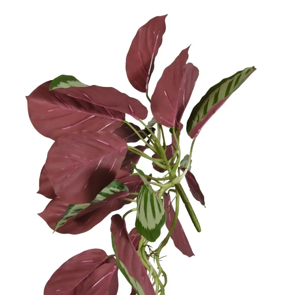 Calathea red Roseopicta 2.webp