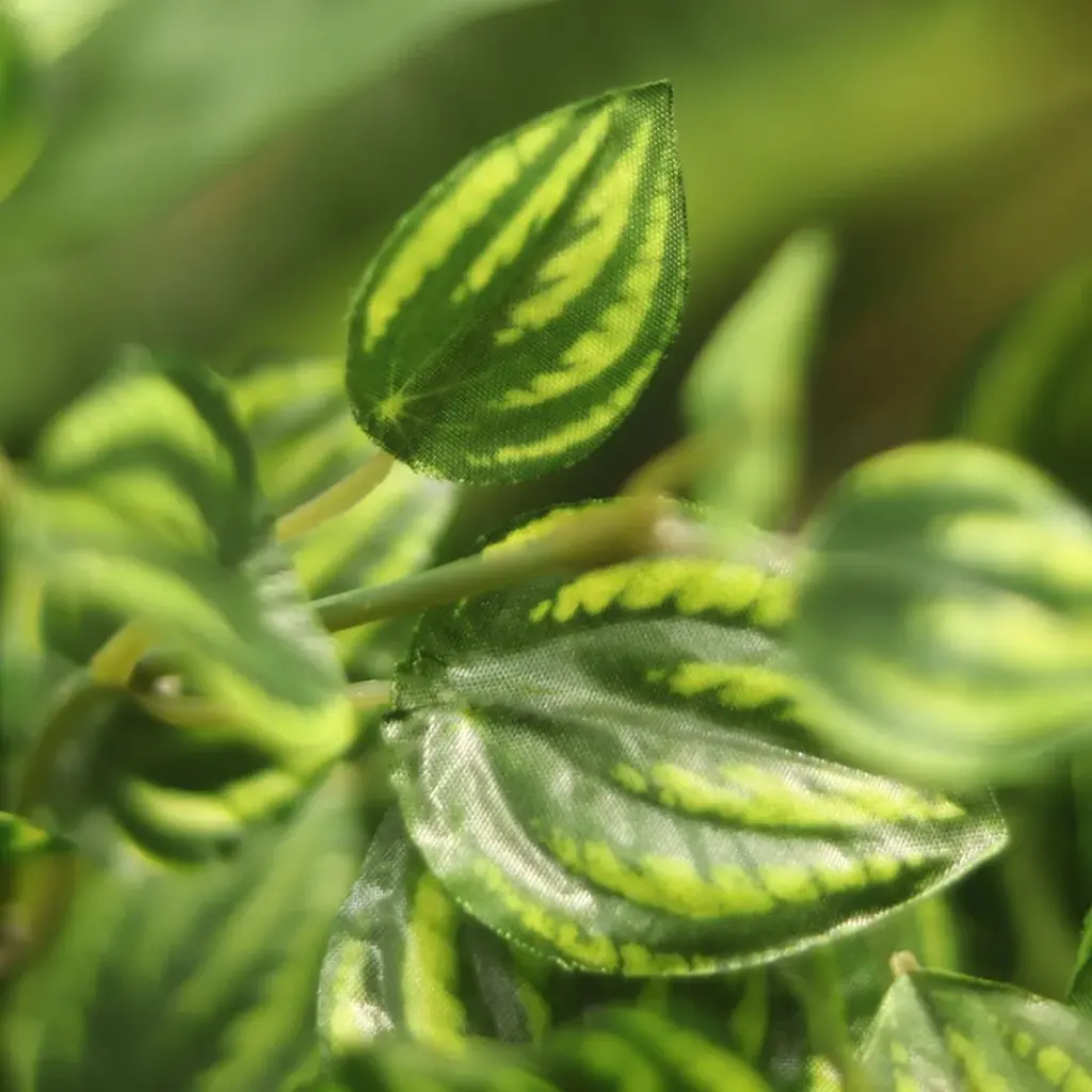 Peperomia bont 50 2.webp