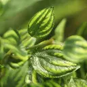 Peperomia bont 50 2.webp
