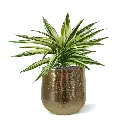 Draceana bont 30 4.webp