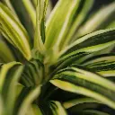 Draceana bont 30 2.webp