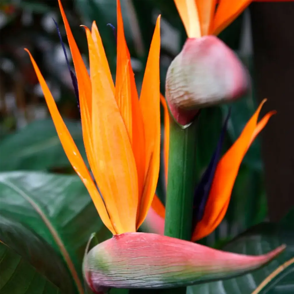 Strelitzia 115 2.webp