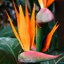 Strelitzia 115 2.webp
