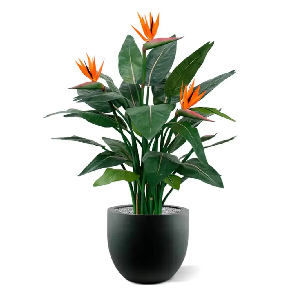 Strelitzia 115 5.webp