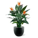 Strelitzia 115 5.webp