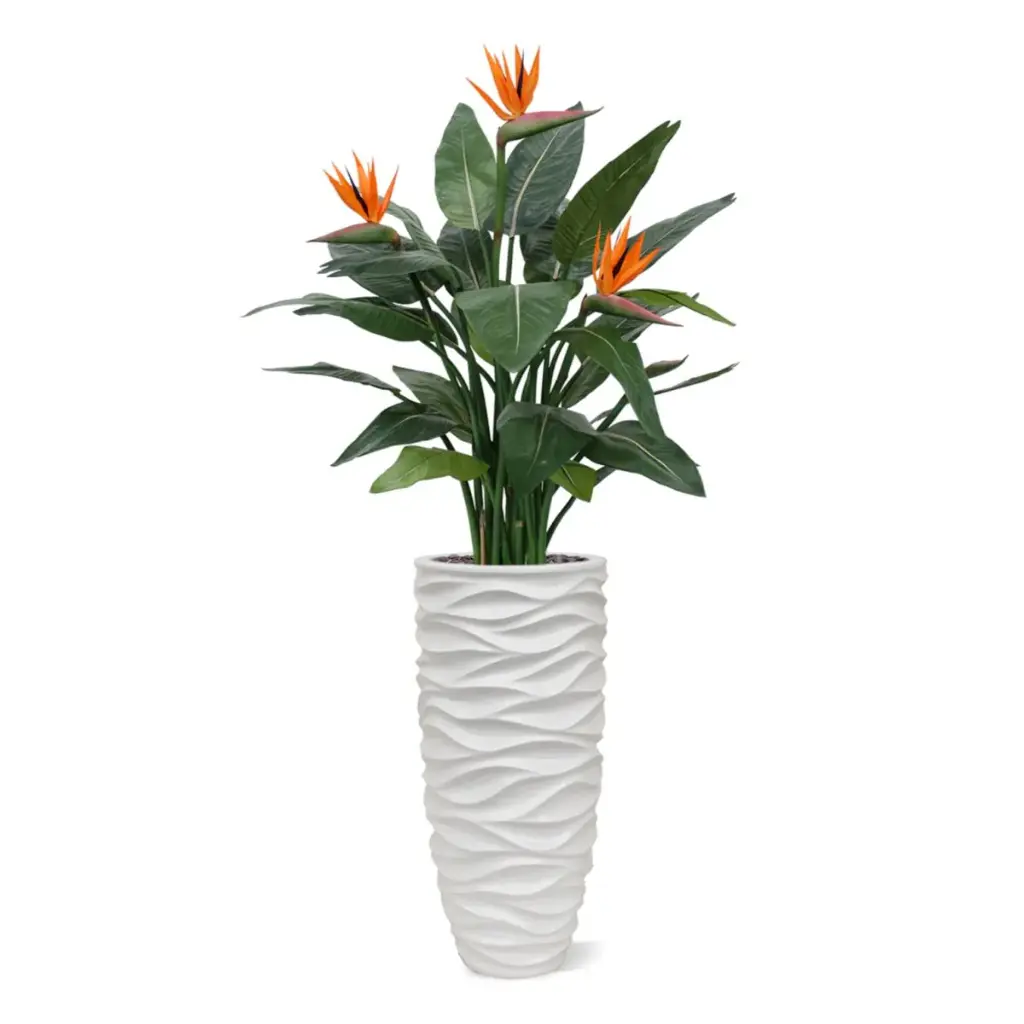 Strelitzia 115 6.webp