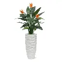 Strelitzia 115 6.webp