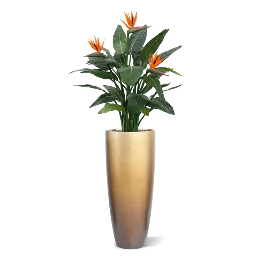 Strelitzia 115 4.webp