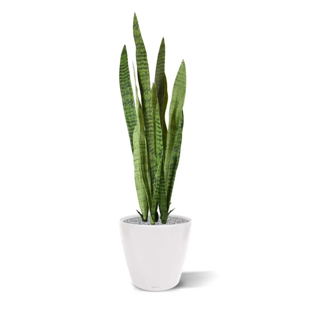 Sanseveria 110 groen 3.webp