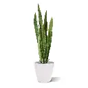 Sanseveria 110 groen 3.webp