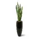 Sanseveria 110 groen 4.webp