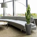 Sanseveria 110 bont 2.webp