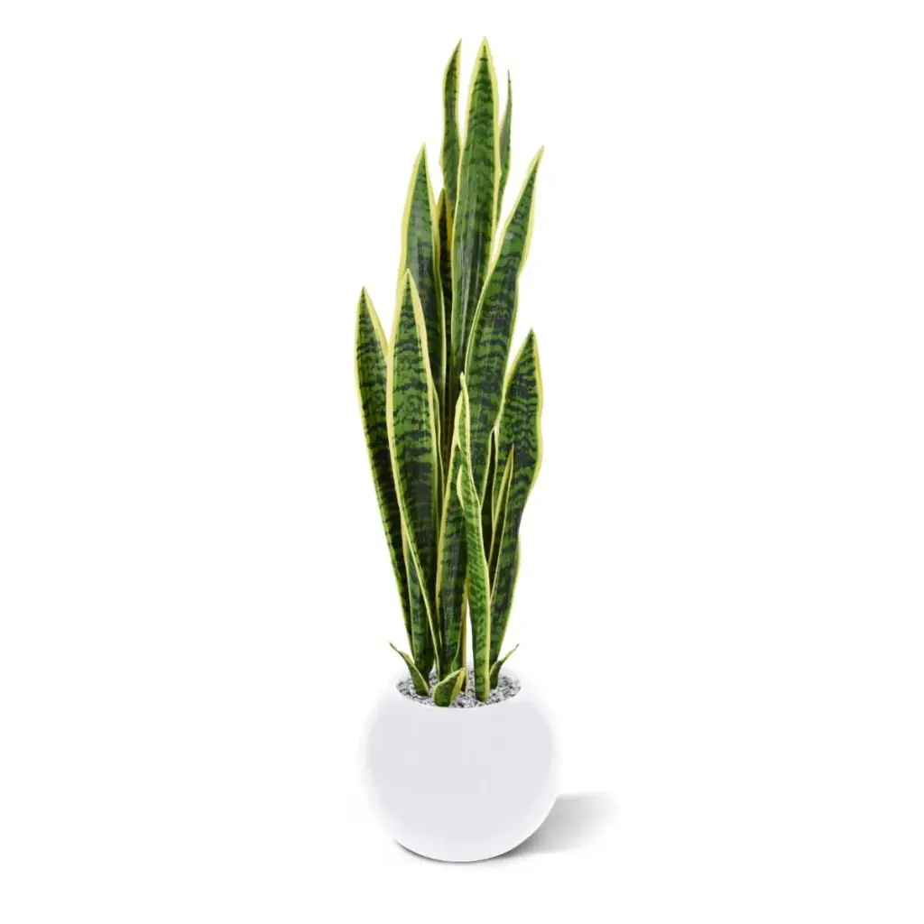 Sanseveria 110 bont 3.webp