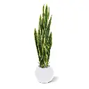 Sanseveria 110 bont 3.webp
