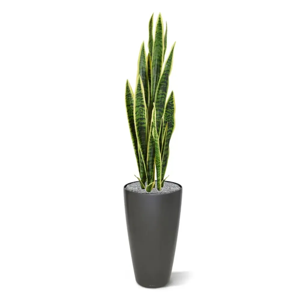 Sanseveria 110 bont 4.webp