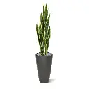 Sanseveria 110 bont 4.webp