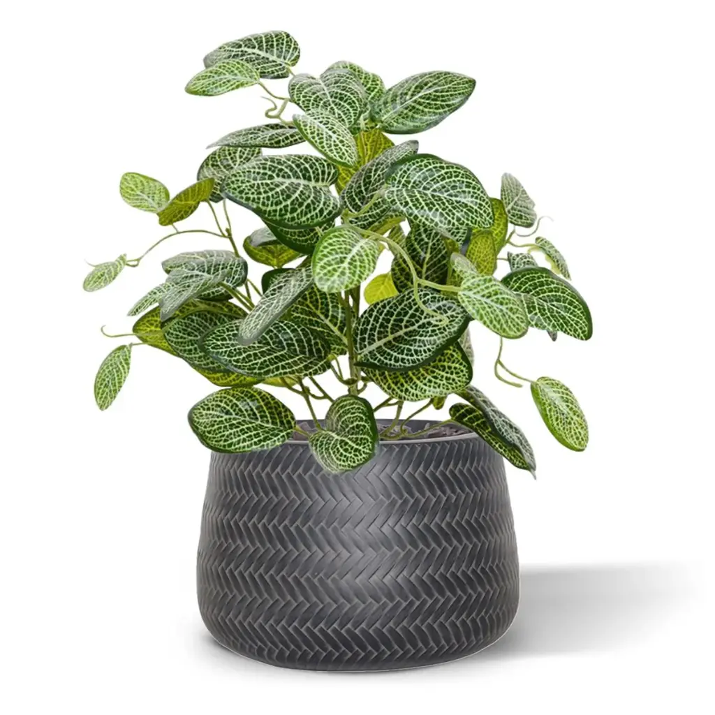 Fittonia 40 2.webp