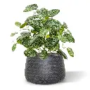 Fittonia 40 2.webp