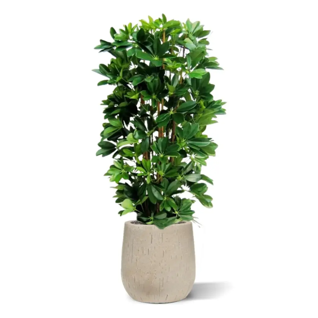 Schefflera 120 2.webp