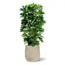 Schefflera 120 2.webp