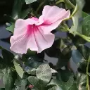 Petunia 110 roze 2.webp
