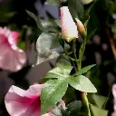 Petunia 110 roze 3.webp