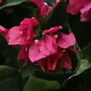 Bougainvillea 60 paars 2.webp