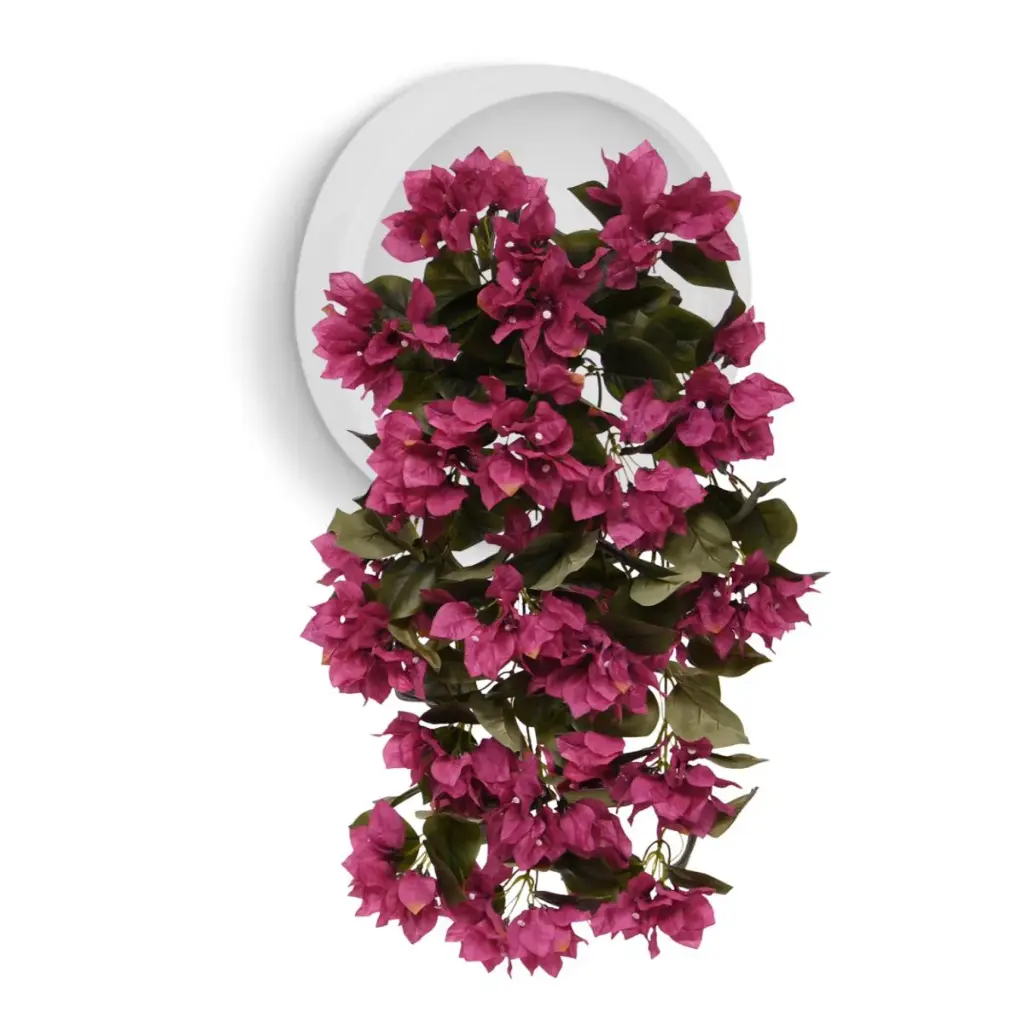 Bougainvillea 60 paars 3.webp