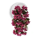 Bougainvillea 60 paars 3.webp