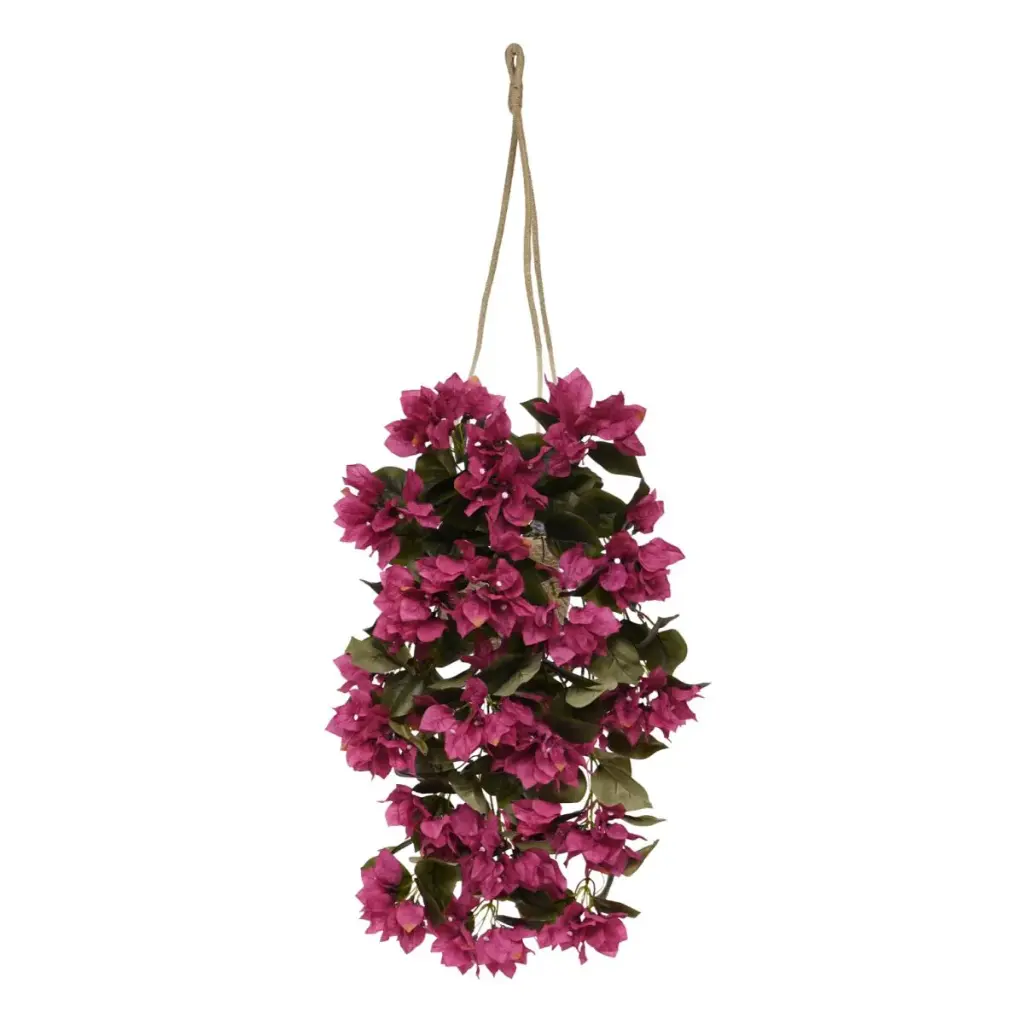 Bougainvillea 60 paars 4.webp