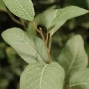 Eucalyptus kunsttak 80 2.webp