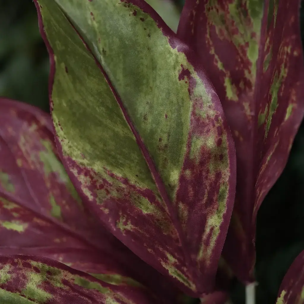Aglaonema Lipstick 2.webp
