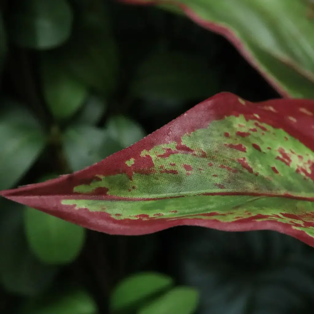 Aglaonema Lipstick 3.webp