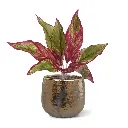 Aglaonema Lipstick 4.webp