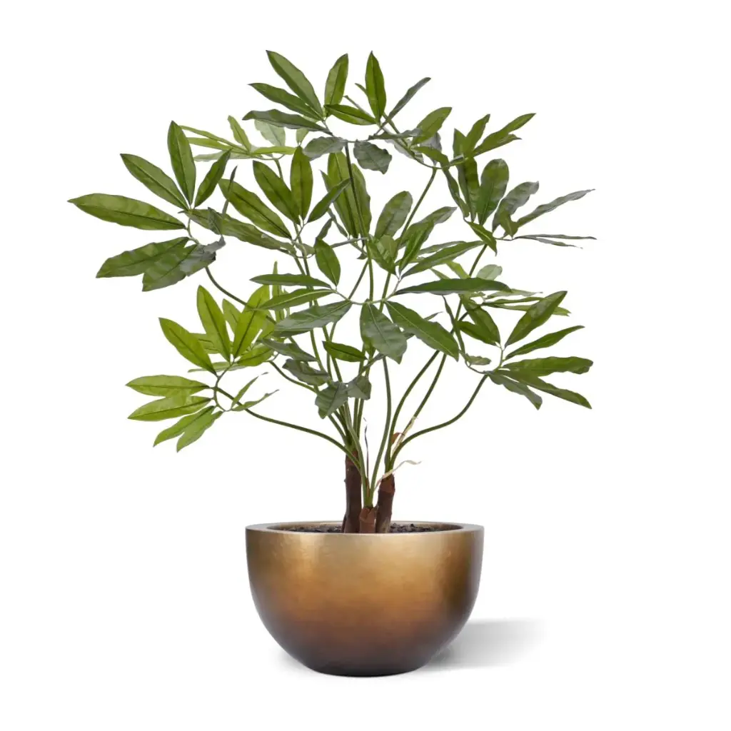 Philodendron-Fun-Bun 100 4.webp