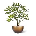 Philodendron-Fun-Bun 100 4.webp
