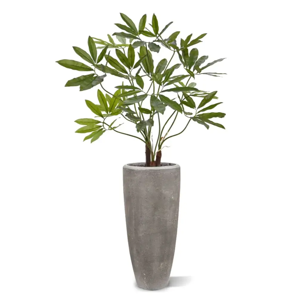 Philodendron-Fun-Bun 100 5.webp