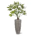 Philodendron-Fun-Bun 100 5.webp