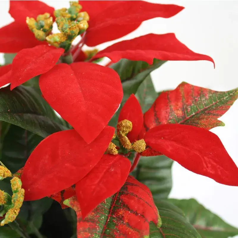 Poinsettia 25 2.webp