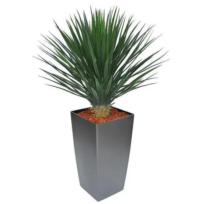 Yucca Rostrata 80 3.webp