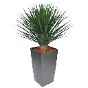 Yucca Rostrata 80 3.webp