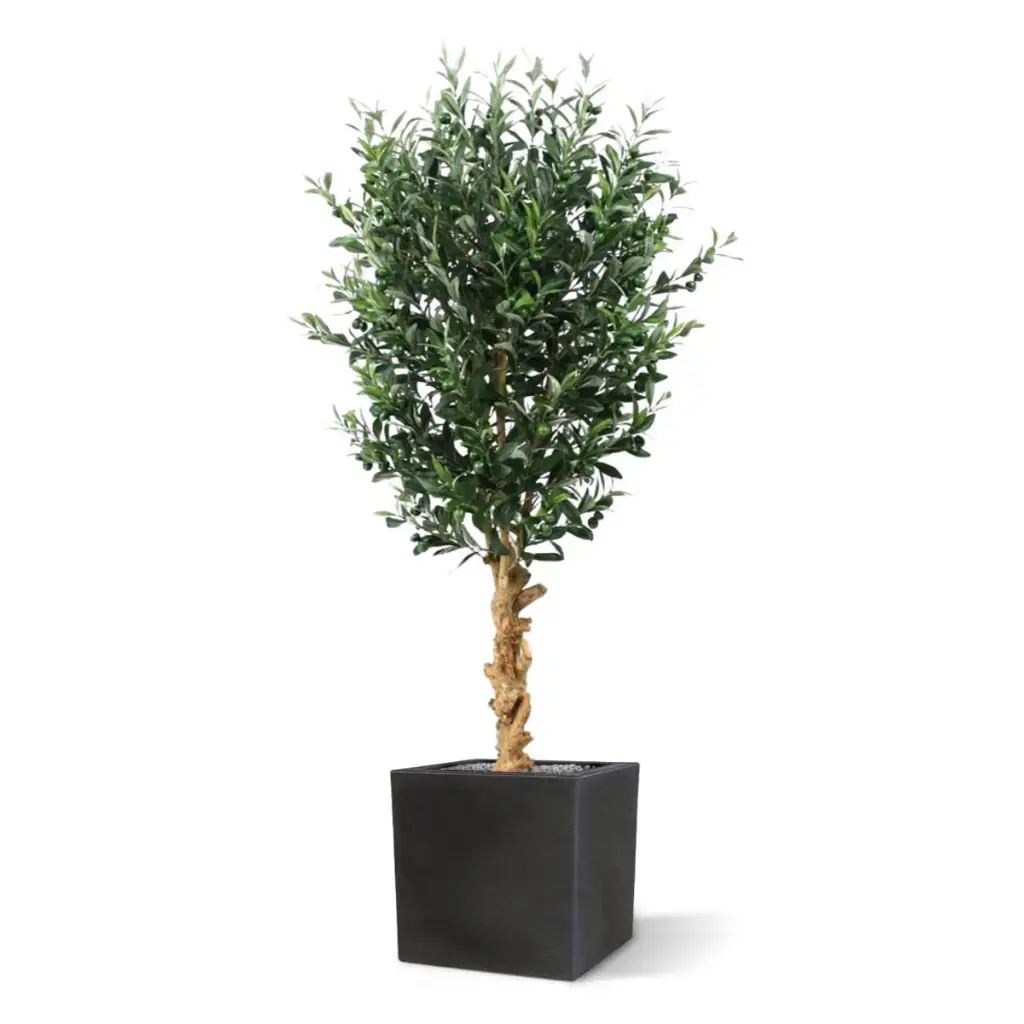 Olijf 155 3.webp