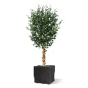 Olijf 155 3.webp