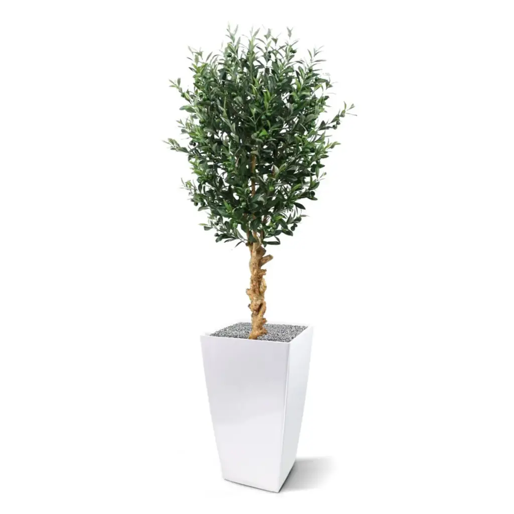 Olijf 155 4.webp