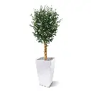 Olijf 155 4.webp