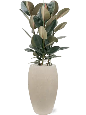 Raindrop - Emperor - Beige 2.webp