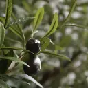 Olijf 270 3.webp