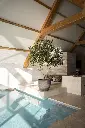 Olijfboom-250cm 2.webp