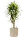 Dune cylinder beige.webp